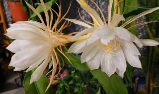 昙花几点开花时间（昙花什么时候开花几点）