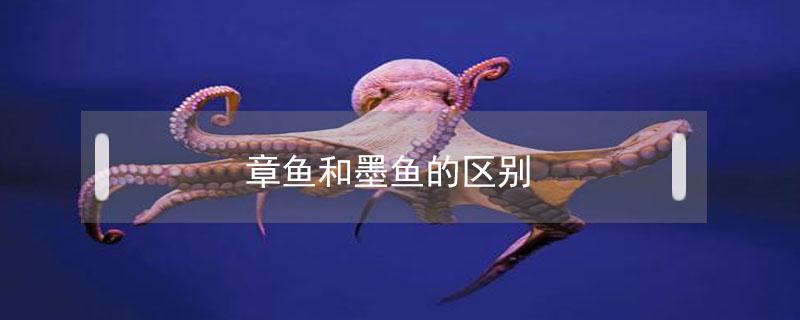 章魚和墨魚的區(qū)別（章魚和墨魚的區(qū)別圖）