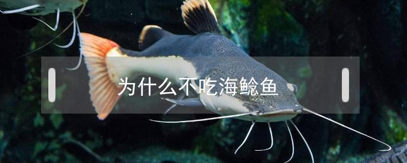 为什么不吃海鲶鱼 吃海鲶鱼的害处