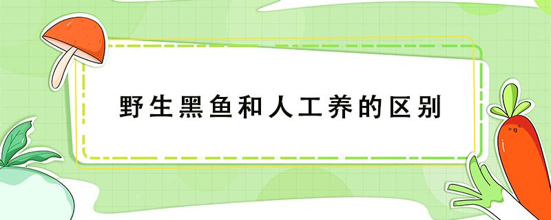 野生黑鱼和人工养的区别（野生黑鱼与人工养殖区别在哪）