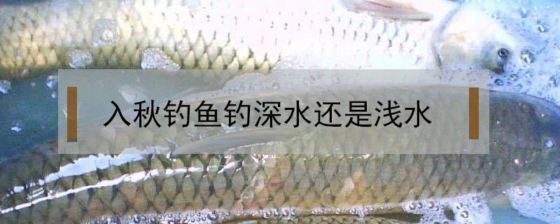 入秋釣魚釣深水還是淺水（入秋晚上釣深水還是淺水）