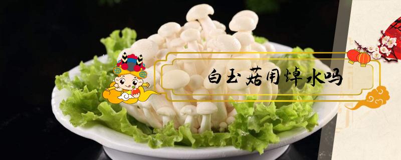 白玉菇用焯水嗎