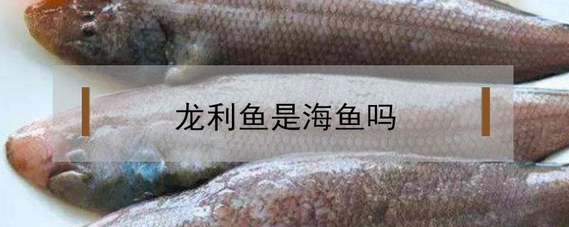 龍利魚是海魚嗎 龍利魚是海魚嗎 龍利魚是海魚還是河魚