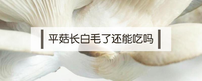 平菇長白毛了還能吃嗎