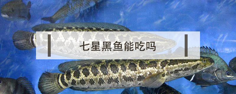 七星黑魚能吃嗎 七星魚能吃嗎?怎樣區(qū)別七星魚和黑魚?