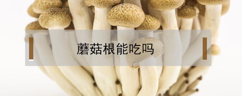 蘑菇根能吃吗（蘑菇根能吃吗?）