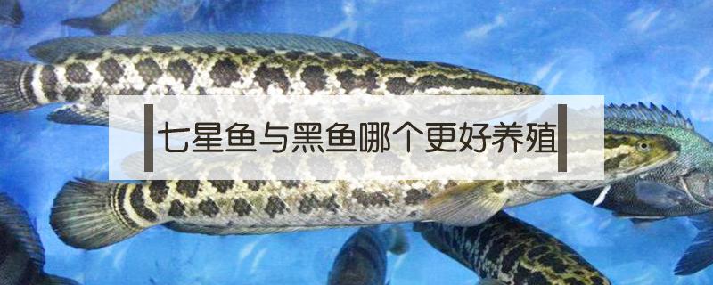 七星魚與黑魚哪個(gè)更好養(yǎng)殖