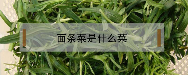 面条菜是什么菜（河南面条菜是什么菜）