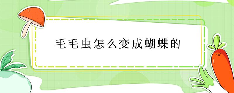 毛毛蟲怎么變成蝴蝶的（毛毛蟲怎么變成蝴蝶的過程）