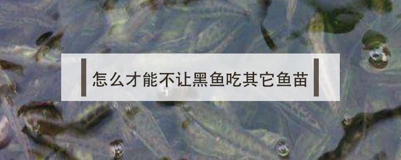 怎么才能不讓黑魚吃其它魚苗（黑魚苗不吃東西怎么辦）