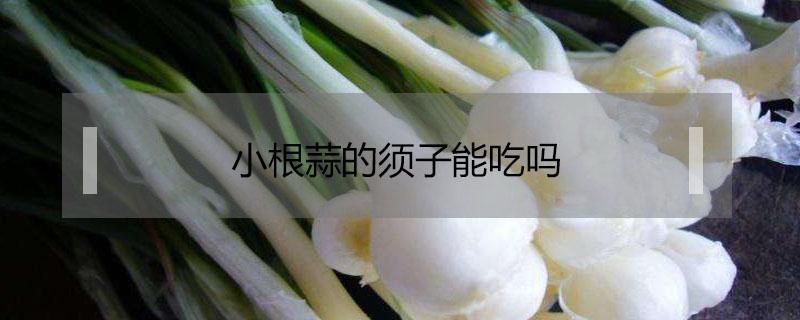 小根蒜的须子能吃吗 小根蒜的功效与作用小根蒜须子能吃吗