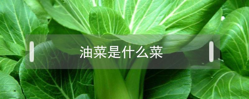 油菜是什么菜（北方油菜是什么菜）