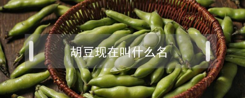 胡豆现在叫什么名（胡豆这个名字怎么样）