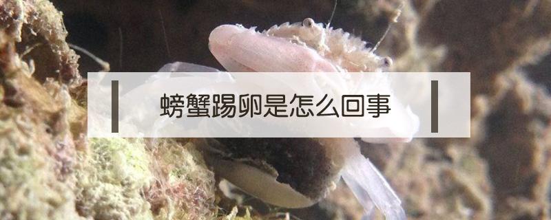 螃蟹踢卵是怎么回事（螃蟹產(chǎn)卵了怎么辦）