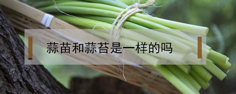 蒜苗和蒜苔是一樣的嗎 