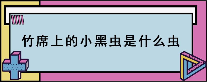 竹席上的小黑虫是什么虫（席子上小小黑黑的虫子）