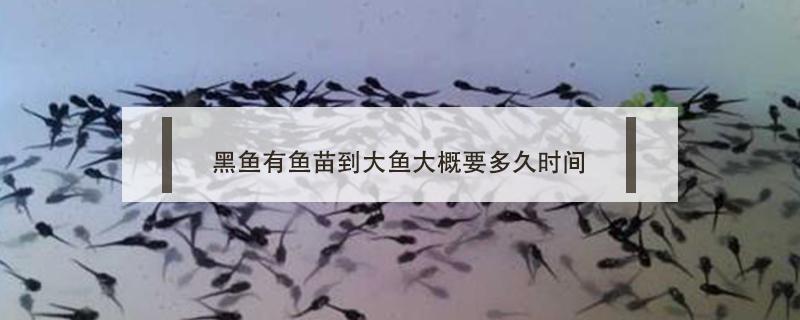 黑魚有魚苗到大魚大概要多久時(shí)間（黑魚苗多久長(zhǎng)大）