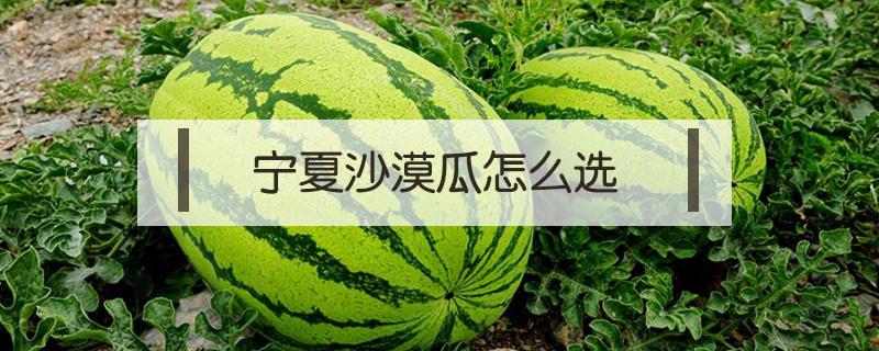 寧夏沙漠瓜怎么選