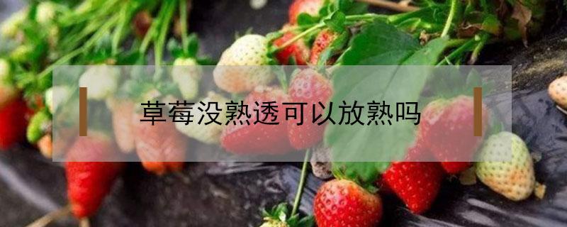 草莓没熟透可以放熟吗（草莓没熟透可以放放吗）