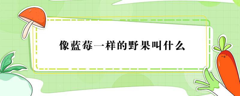 像蓝莓一样的野果叫什么 一种和蓝莓很像的野果