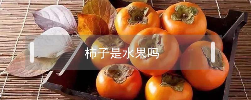 柿子是水果嗎