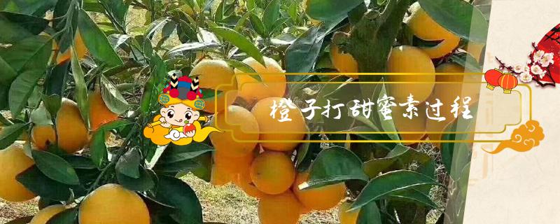 橙子打甜蜜素过程 甜橙打甜蜜素