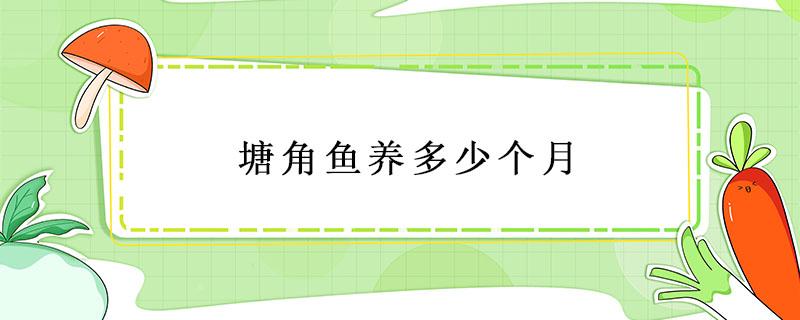 塘角魚養(yǎng)多少個月（塘角魚什么時候可以放養(yǎng)）