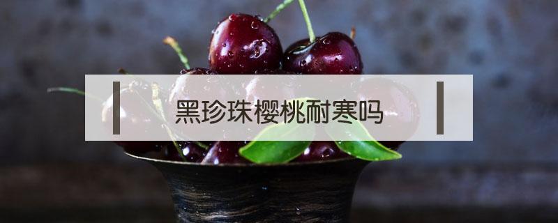 黑珍珠櫻桃耐寒嗎