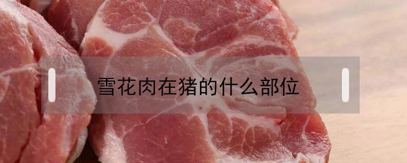 雪花肉在豬的什么部位