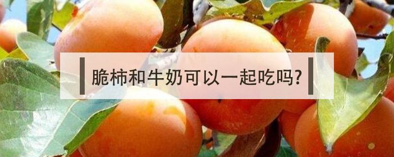 脆柿和牛奶可以一起吃嗎? 脆柿和牛奶可以一起吃嗎