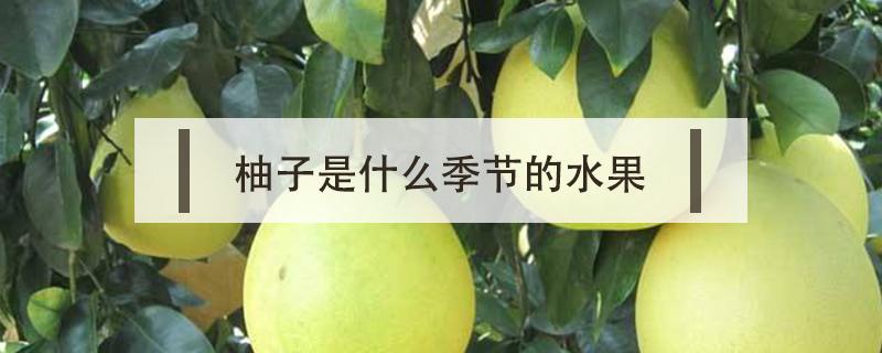 柚子是什么季節(jié)的水果