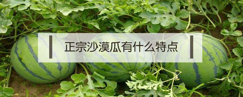 正宗沙漠瓜有什么特點(diǎn)