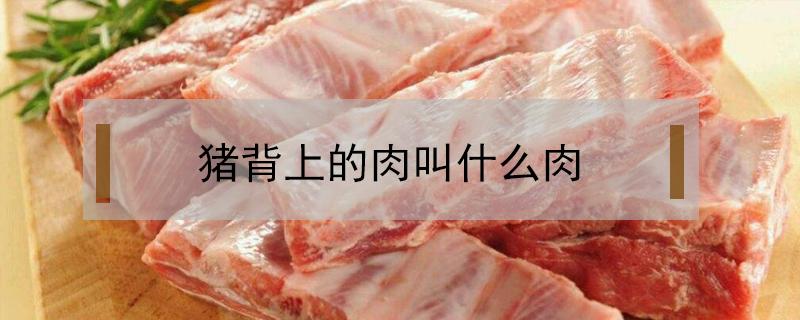 猪背上的肉叫什么肉 猪背上的肉叫什么名字