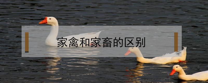 家禽和家畜的區(qū)別（家禽和家畜的區(qū)別幼兒園教案）