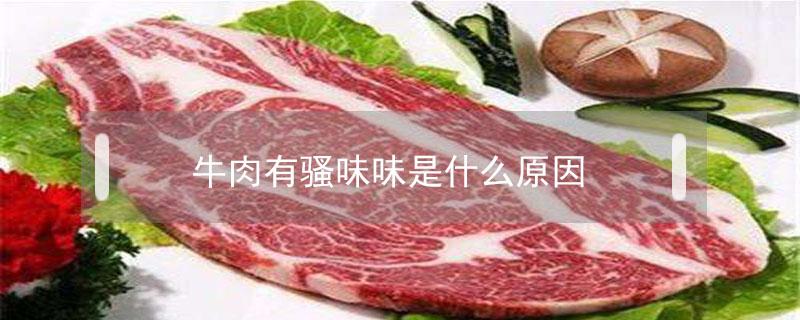 牛肉有骚味味是什么原因 牛肉有骚味正常吗