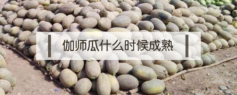 伽师瓜什么时候成熟 伽师瓜成熟季节