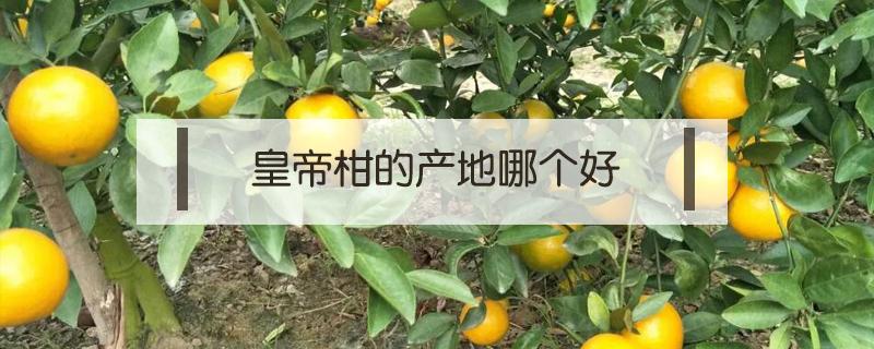 皇帝柑的產(chǎn)地哪個好