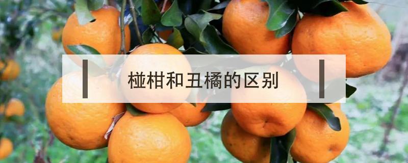 椪柑和丑橘的區(qū)別