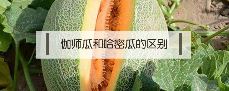 伽师瓜和哈密瓜的区别