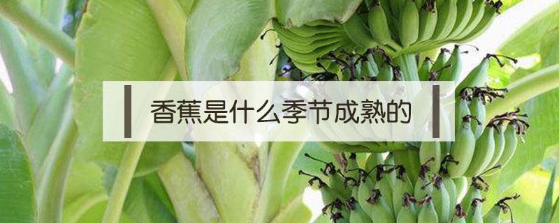 香蕉是什么季節(jié)成熟的（香蕉是什么月份成熟的）