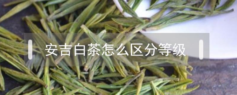 安吉白茶怎么區(qū)分等級