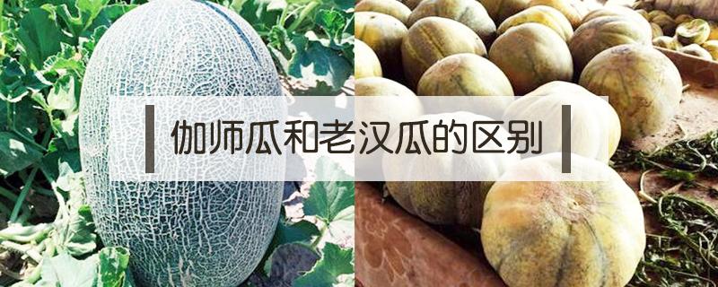 伽师瓜和老汉瓜的区别 伽师瓜和哈密瓜的区别