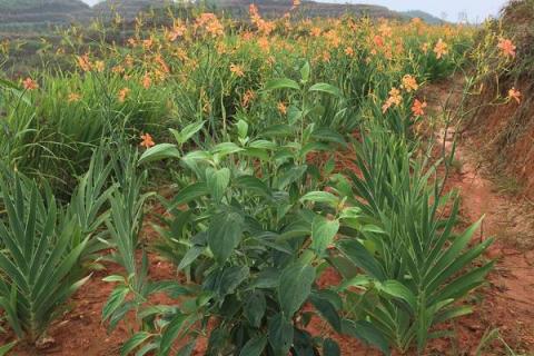 現(xiàn)在種植什么好？這幾種中藥材和果蔬前景好