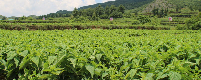 山区适合种植什么药材 山区种植什么好