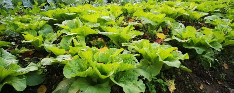 菜地除草不伤菜用什么方法 菜地要除草