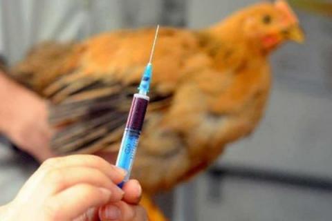 h7n9是什么病毒，感染人嗎