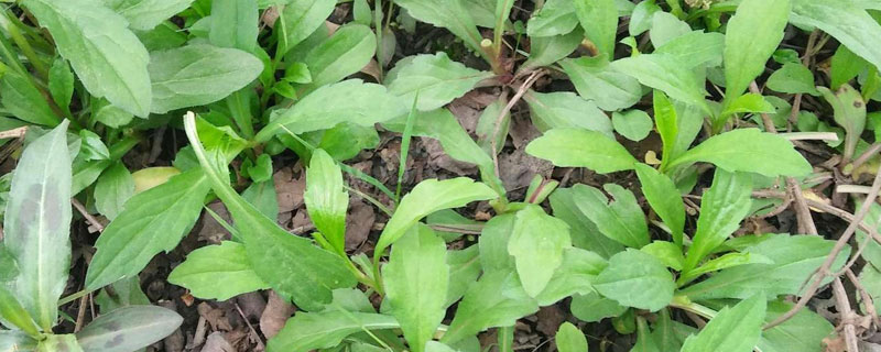 马兰头是什么野菜 马兰头是什么野菜马兰头我们叫鞋菊