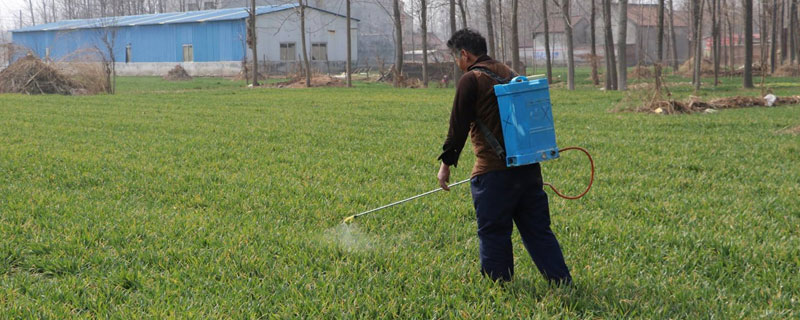 麥子除草劑什么時(shí)候打