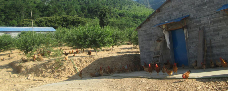 养鸡场能不能建在村庄（农村可以建养鸡场吗）