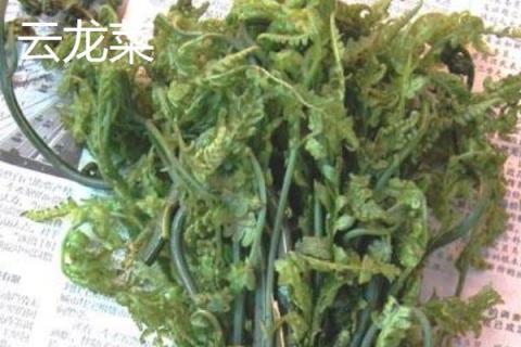 野菜云龍菜是蕨菜嗎 云龍才是不是龍須菜